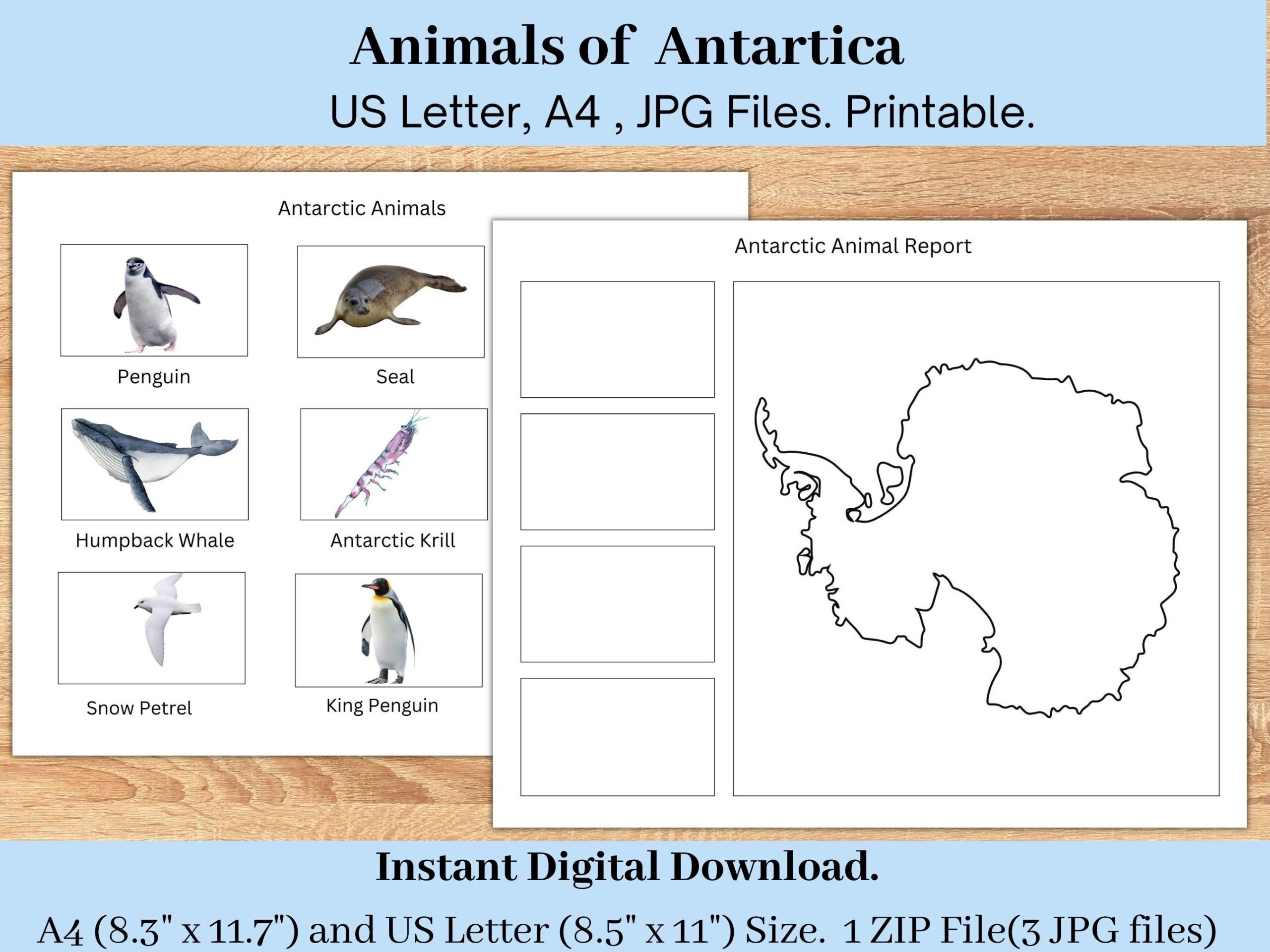 Free Printable Antartic Animal Preschool Worksheet