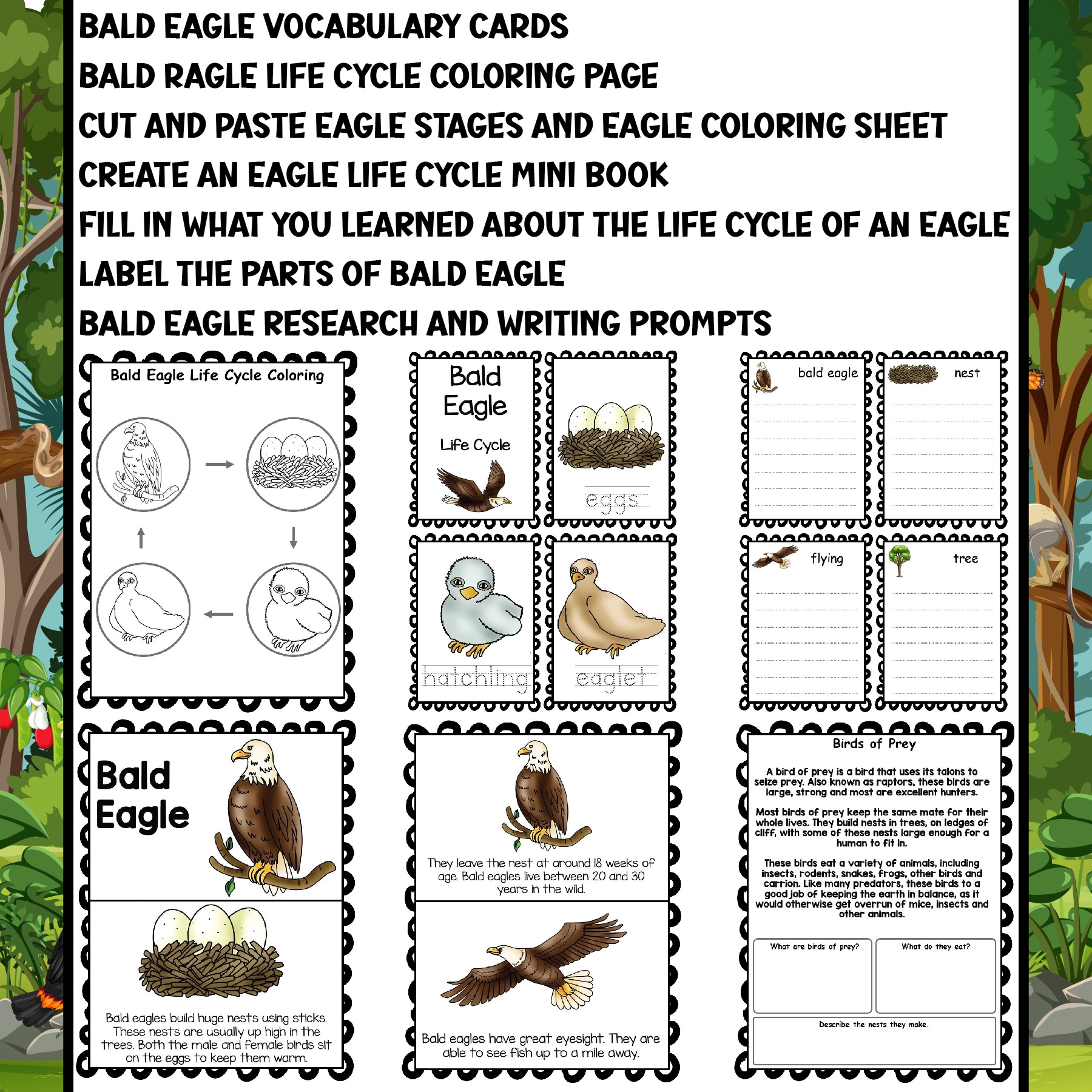 Bald Eagle Life Cycle Worksheets Coloring Sorting Vocabulary Tracing U0026 More Made By Teachers