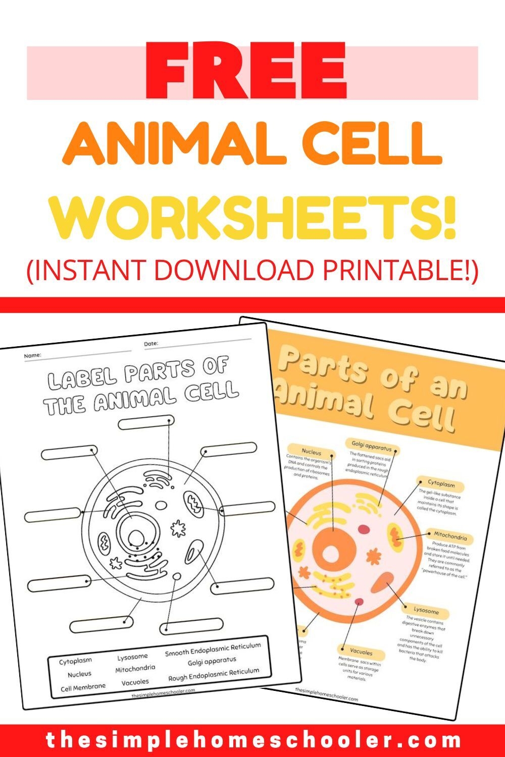 Best Free Animal Cell Worksheets With Answers U0026 Easy Print The 