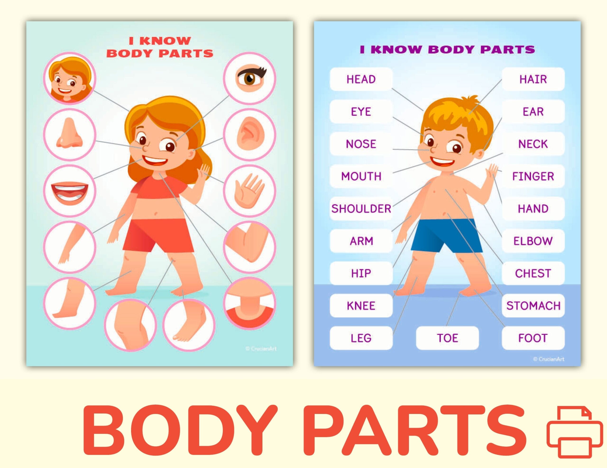 Free Printable Worksheets Preschool Body Parts