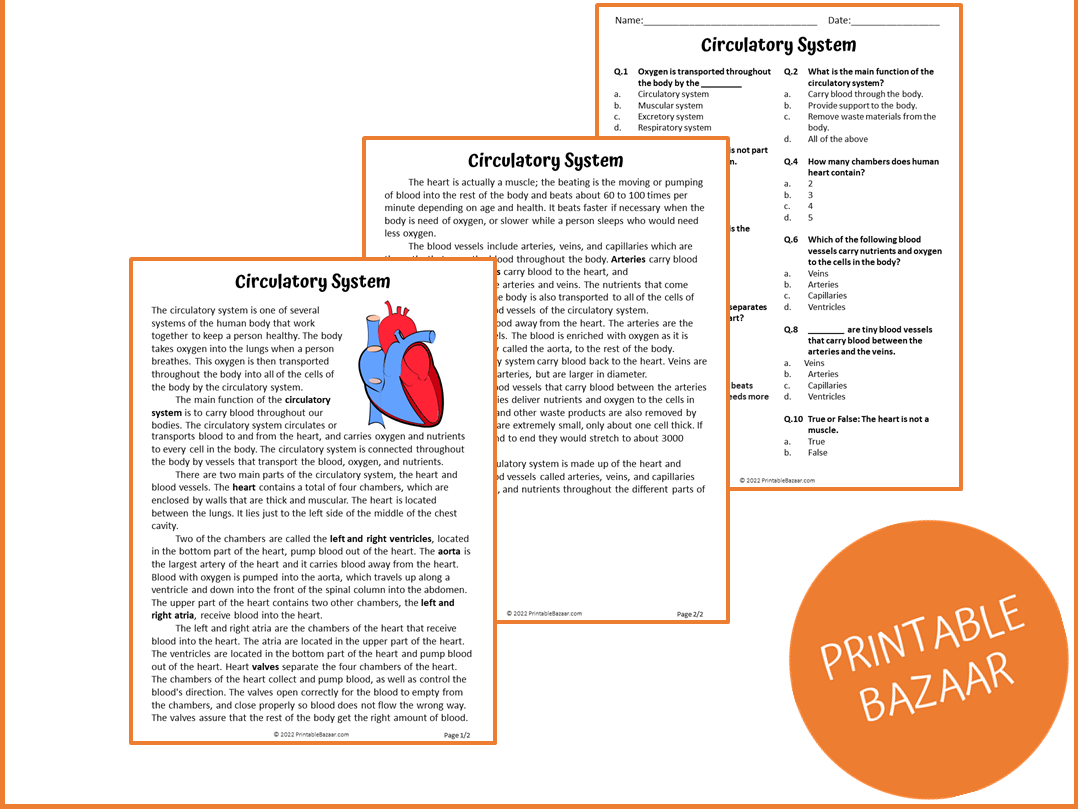 Circulatory System Reading Comprehension Passage And Questions 