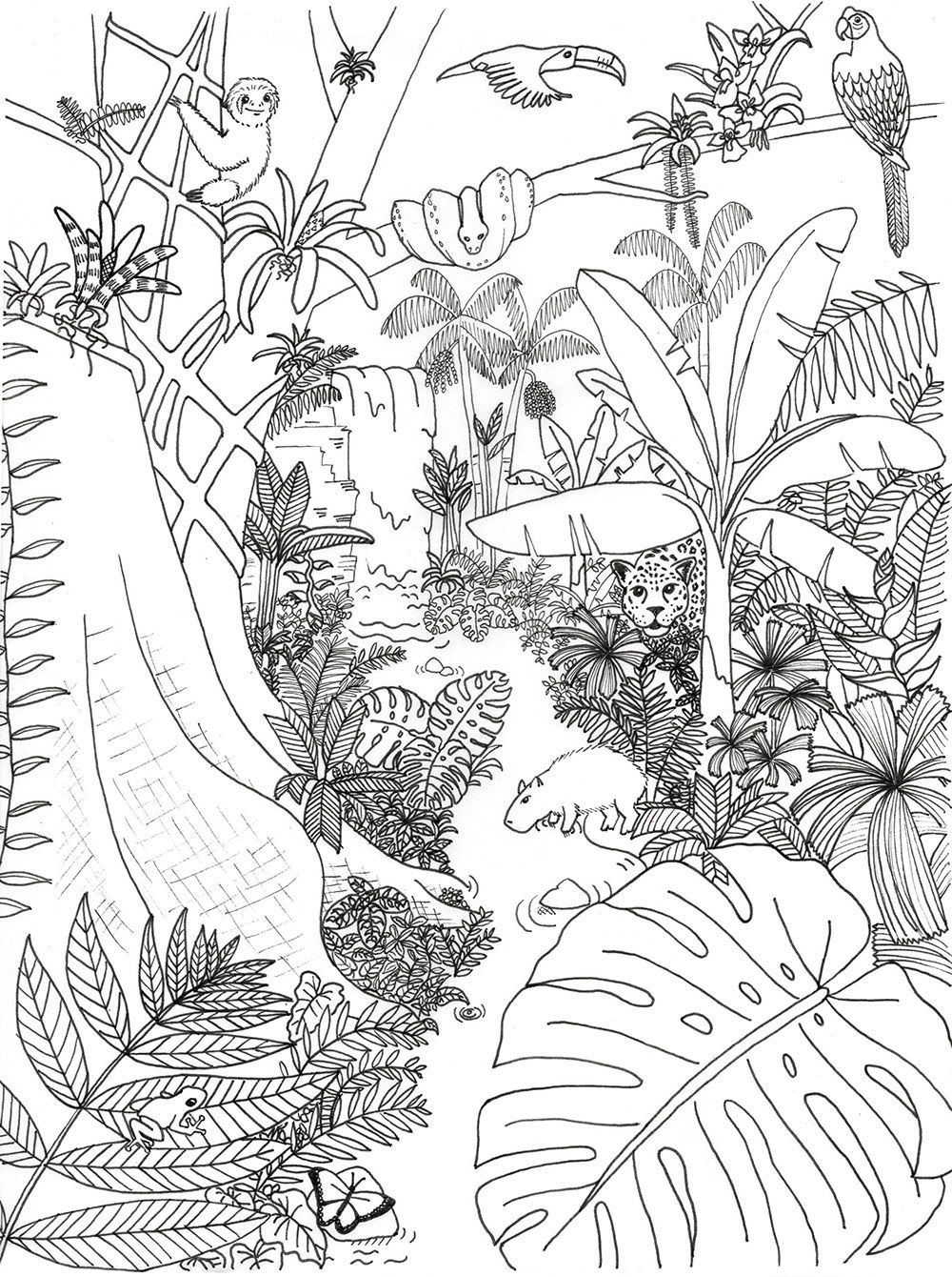Coloring Pages Archives Rainforest Alliance Worksheets Library