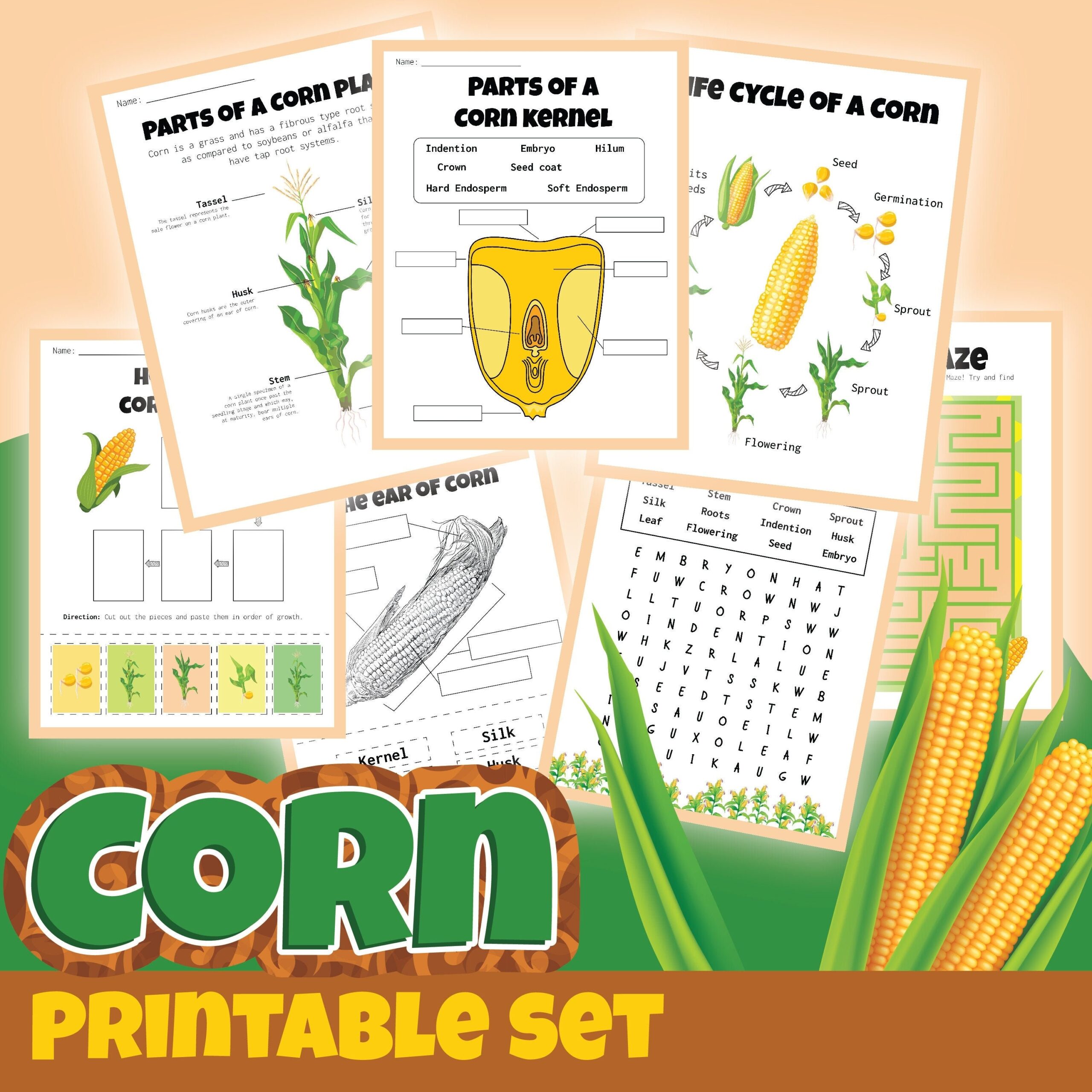 Free Printable Corn Seed Parts Worksheet
