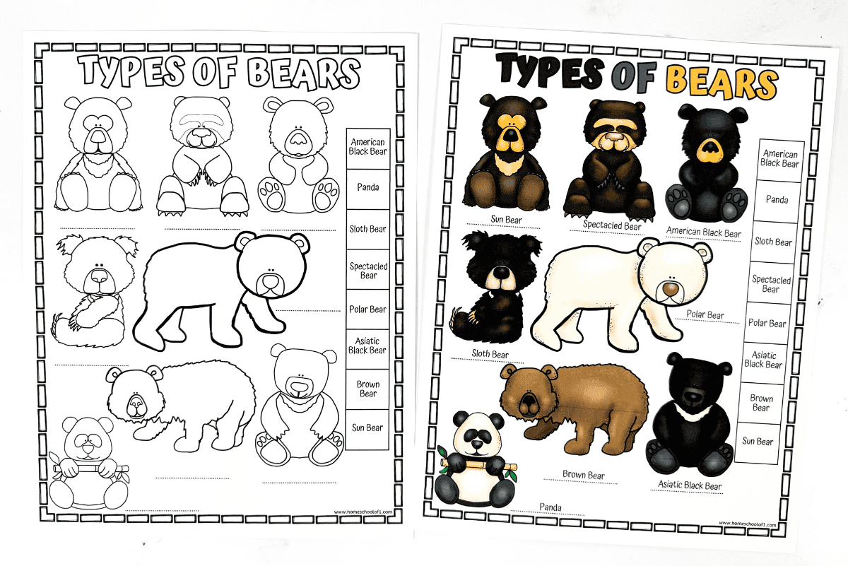 Different Types Of Bears Worksheet Free Printable 