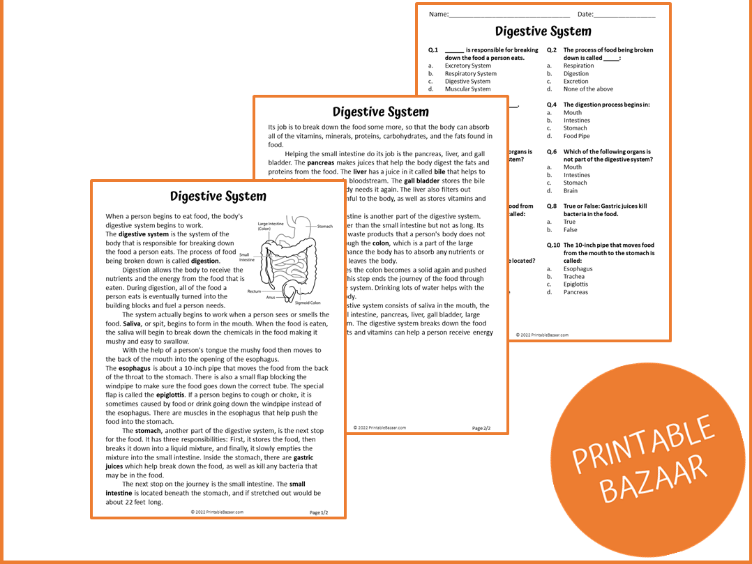 Digestive System Reading Comprehension Worksheets