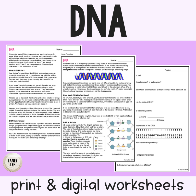 DNA Reading Comprehension Worksheets Laney Lee