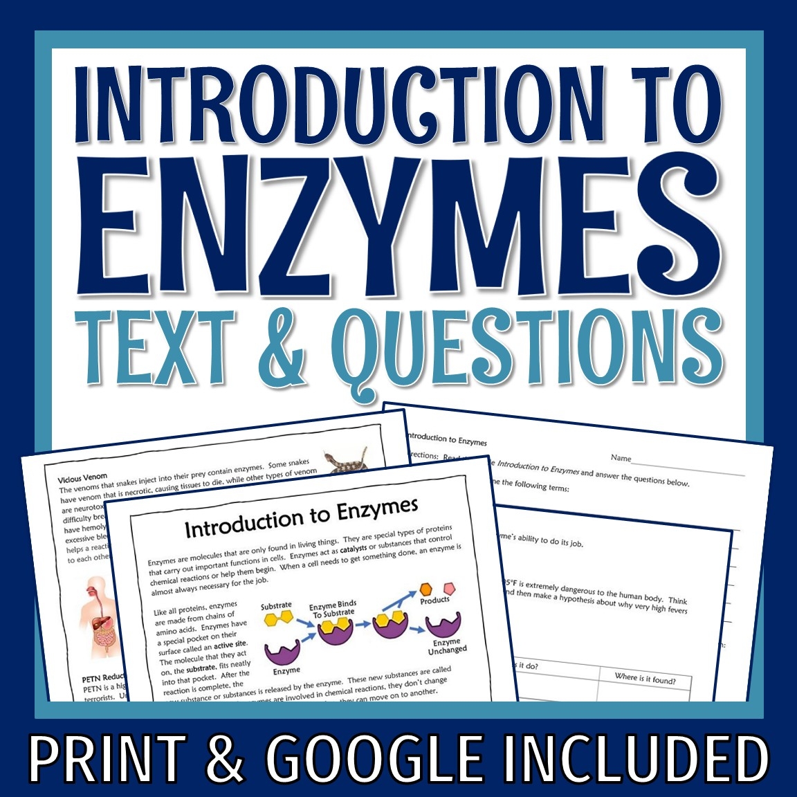 Enzymes Reading And Worksheet Flying Colors Science