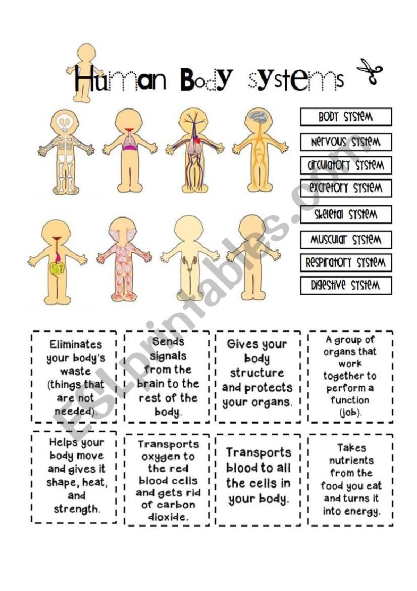 Free 11 Human Body Systems Worksheet Download Free 11 Human Body Systems Worksheet Png Images Free Worksheets On Clipart Library