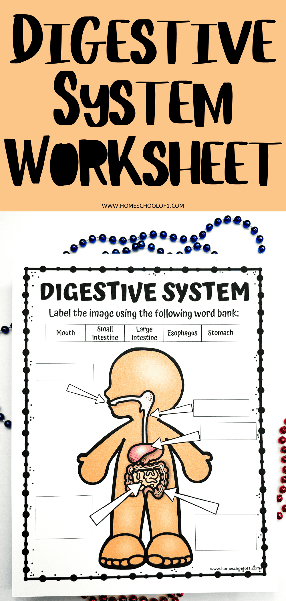 Free Printable Digestive System Worksheets