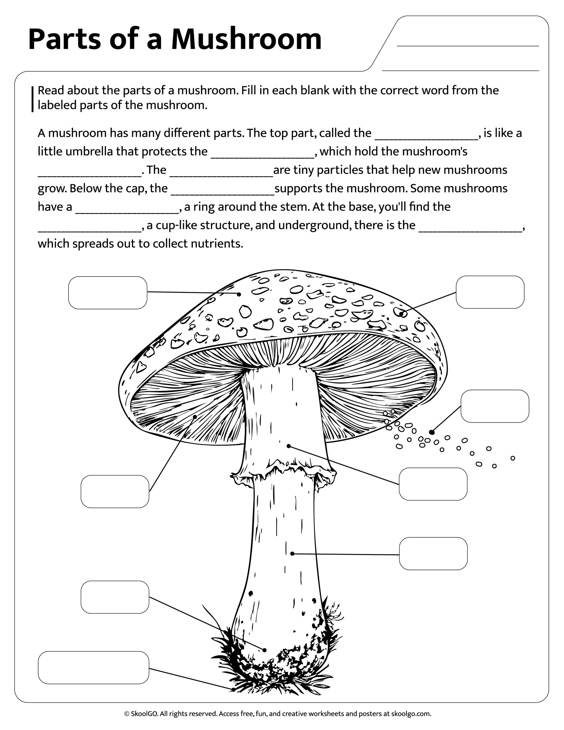 Free Mushroom Parts Worksheet Fun U0026 Educational For Kids