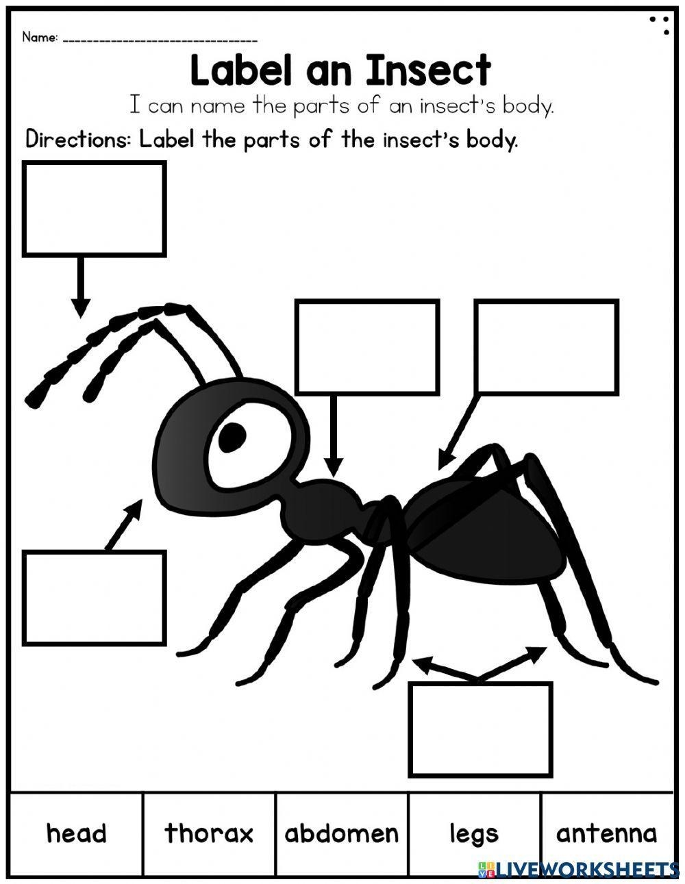 Free Parts Of An Insect Worksheet Download Free Parts Of An 