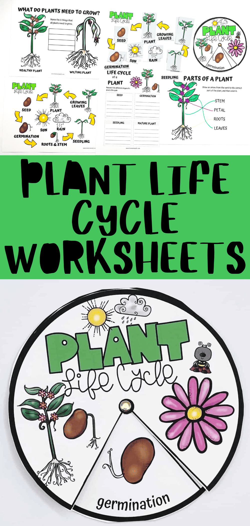 Free Plant Life Cycle Worksheets For Kids