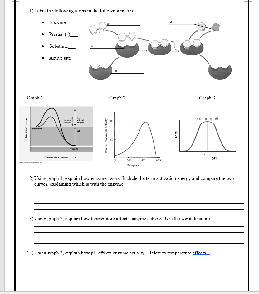 Free Printable Enzyme Worksheets For Students Worksheets Library