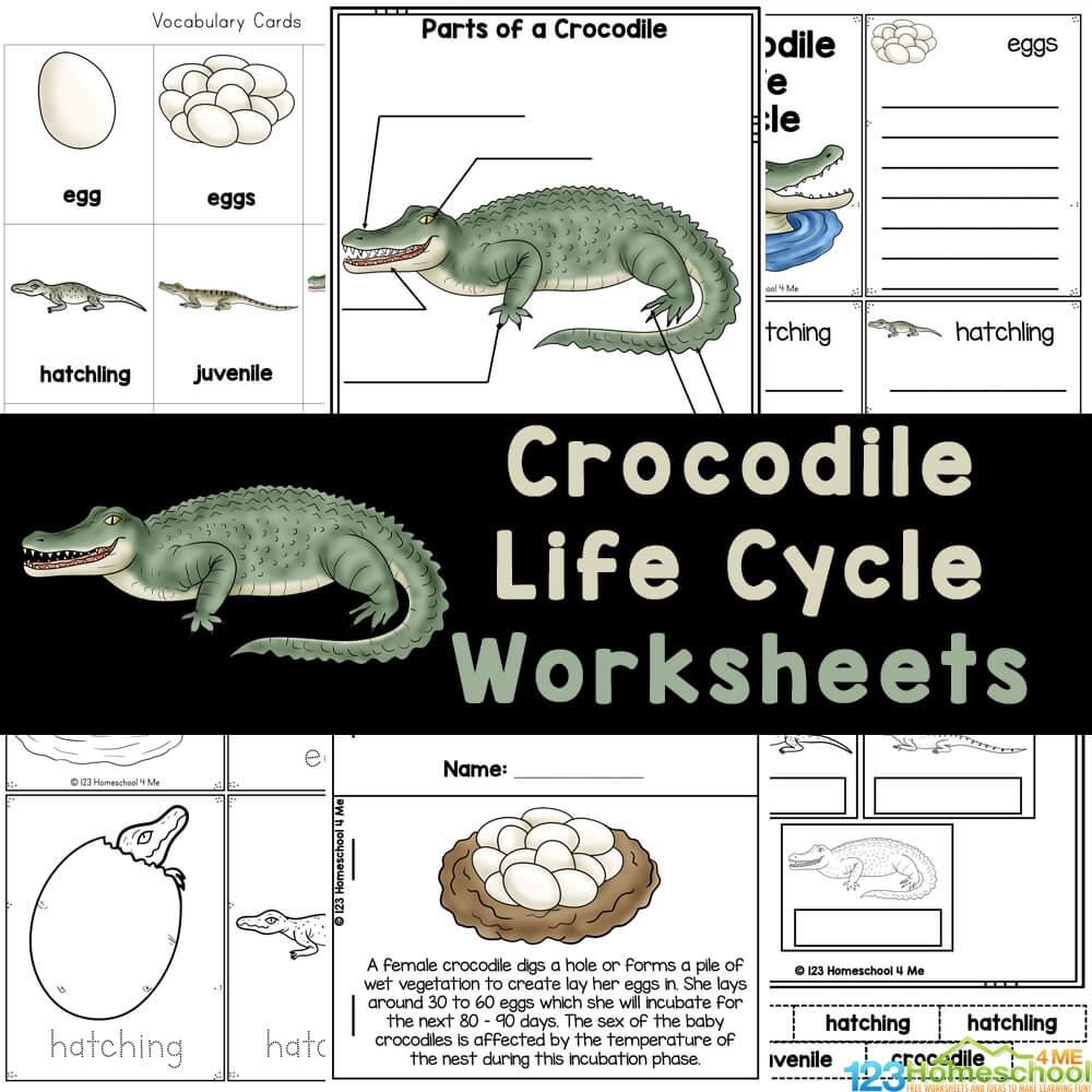 Free Printable Reptile Worksheets