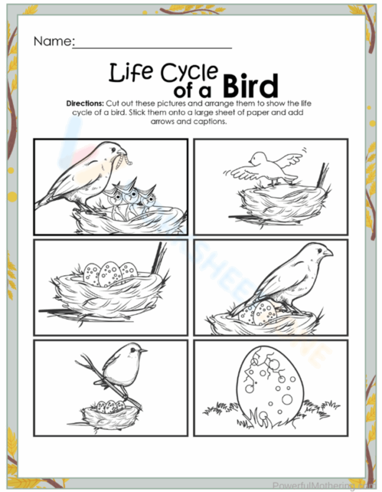 Free Printable U0026 Interactive Life Cycle Of A Bird Worksheets 