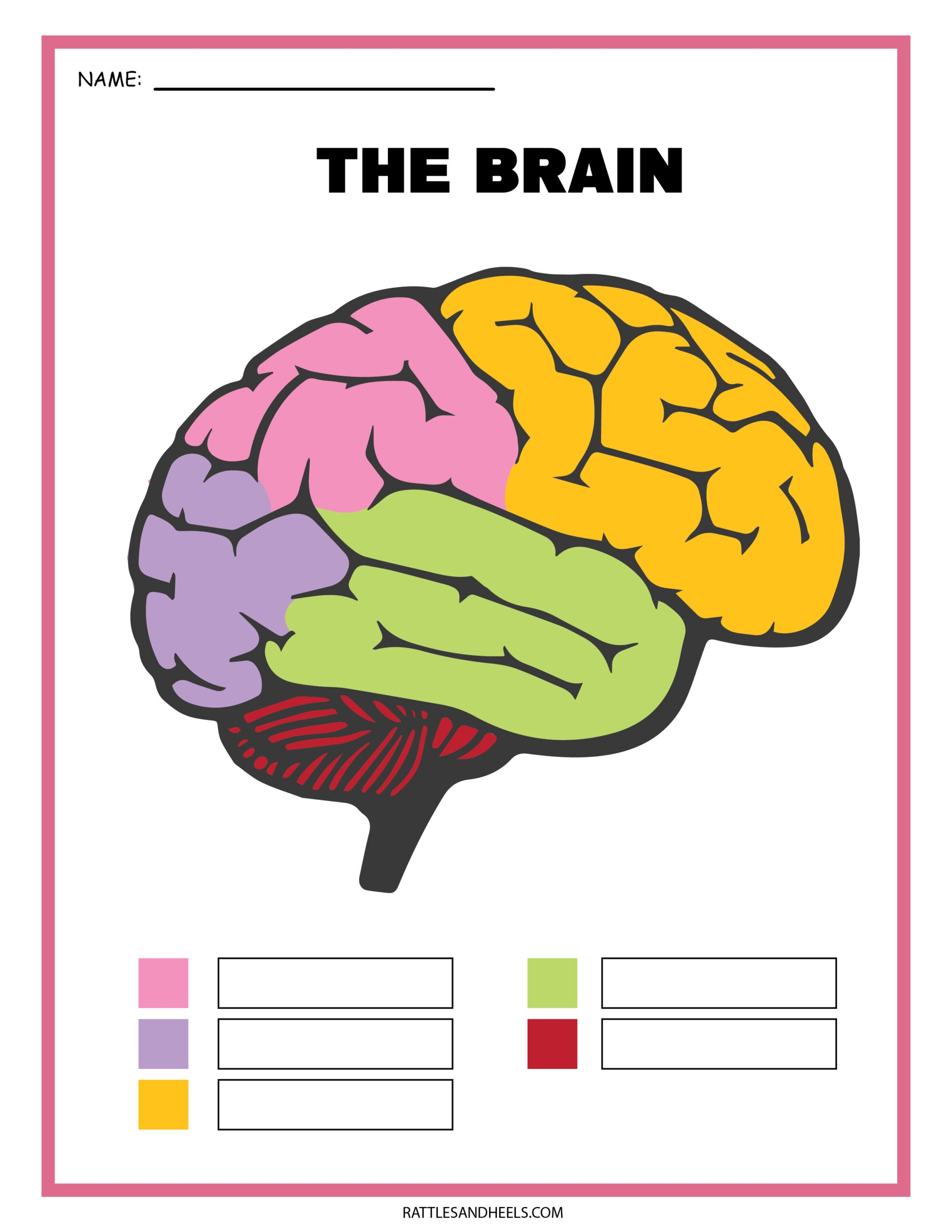 Free Printable Nervous System Worksheets