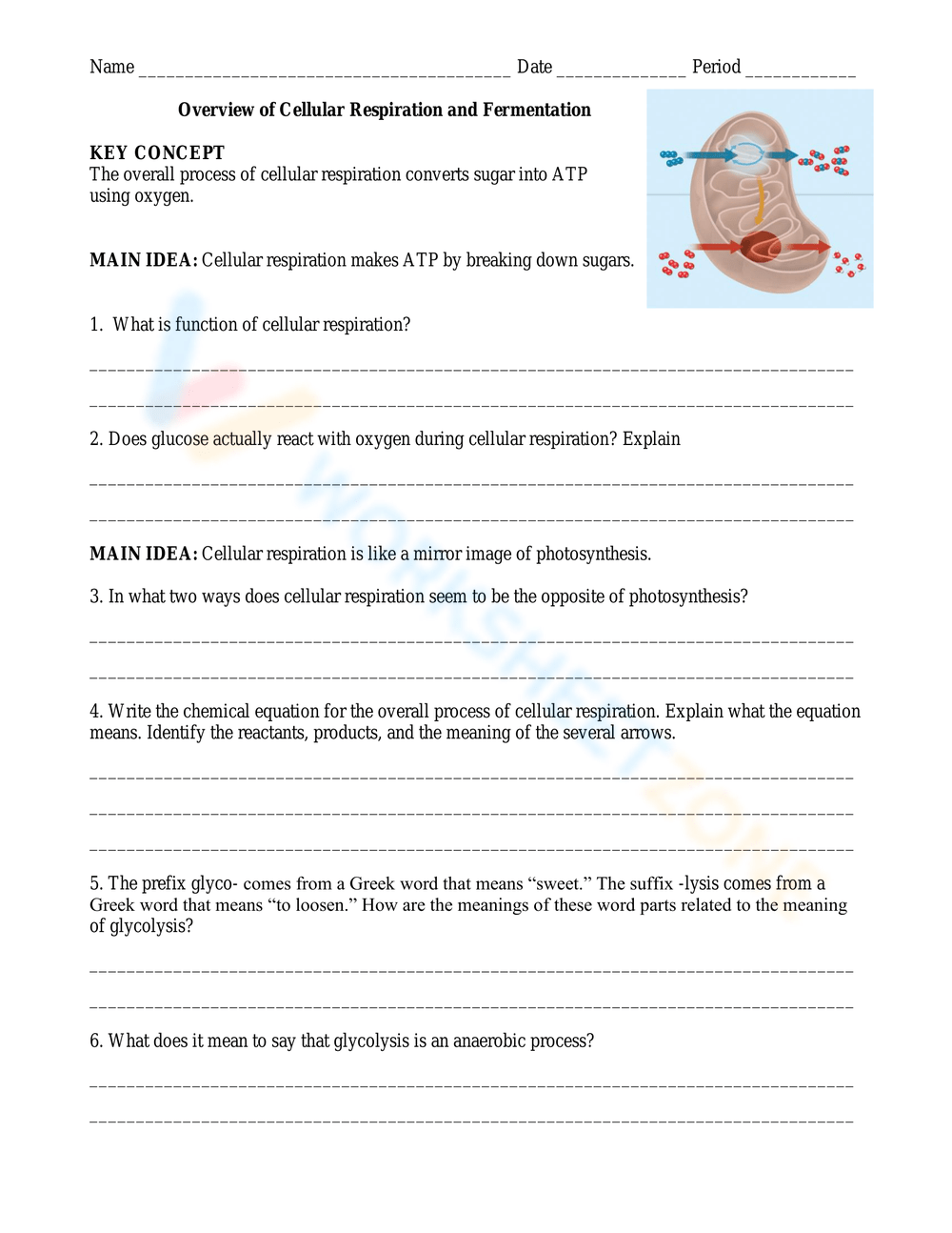 Grade 11 Cellular Respiration Worksheets 2025