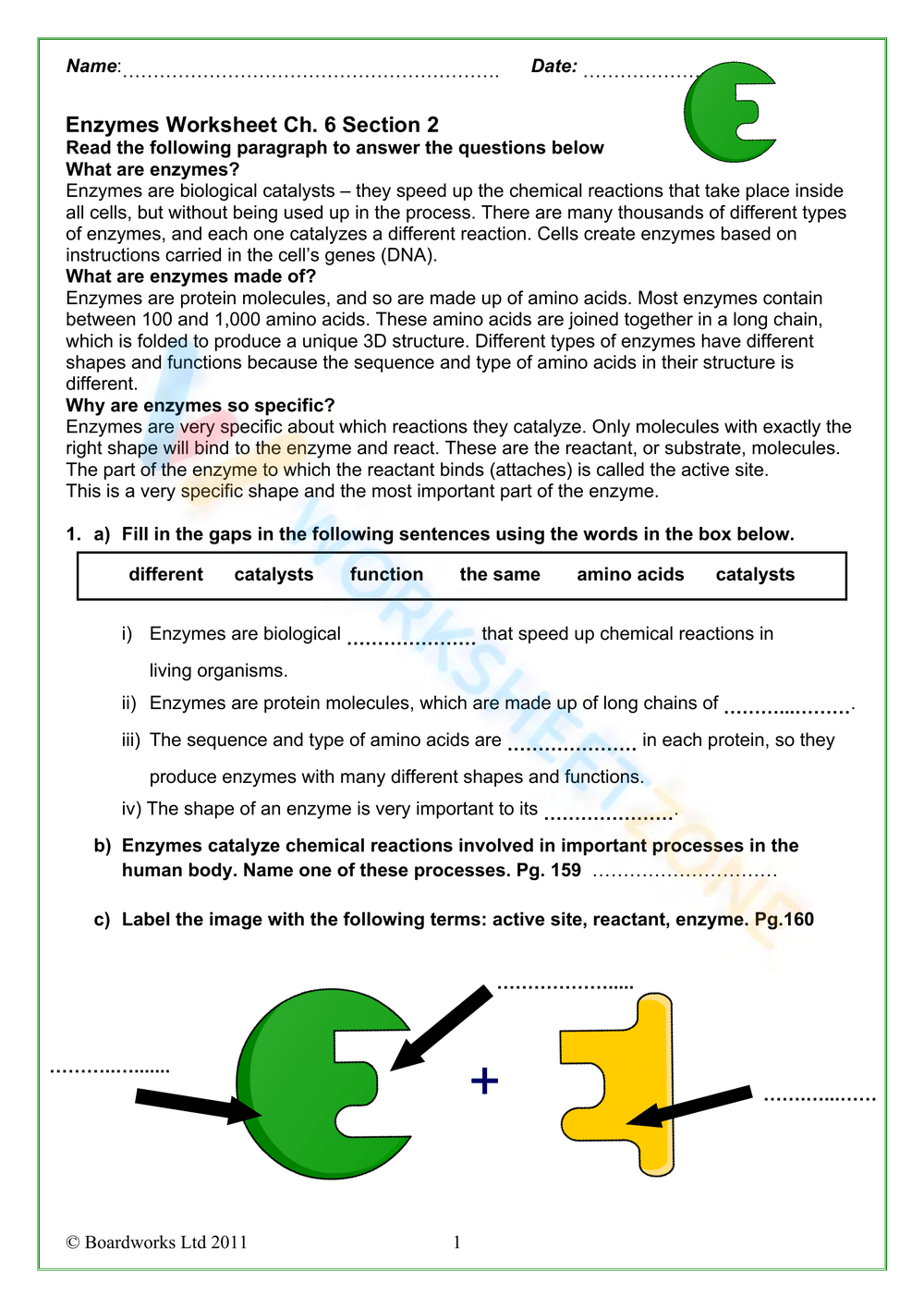 Grade 7 Enzyme Worksheets 2025