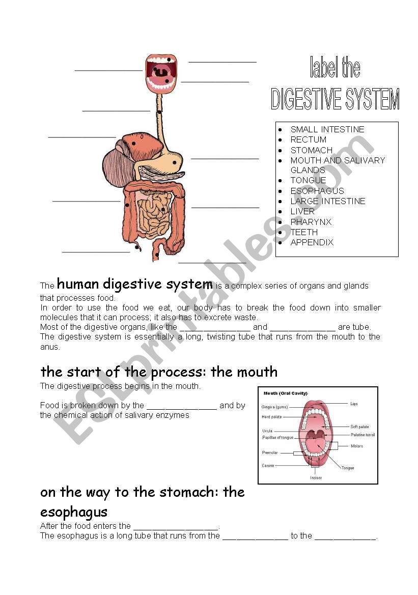 Human Digestive System ESL Worksheet By Carcarla
