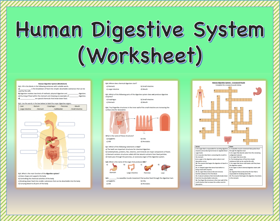 Human Digestive System Worksheet Printable And Distance Learning Made By Teachers