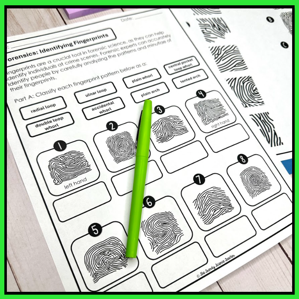 Identifying Fingerprint Patterns Worksheet The Trendy Science Teacher