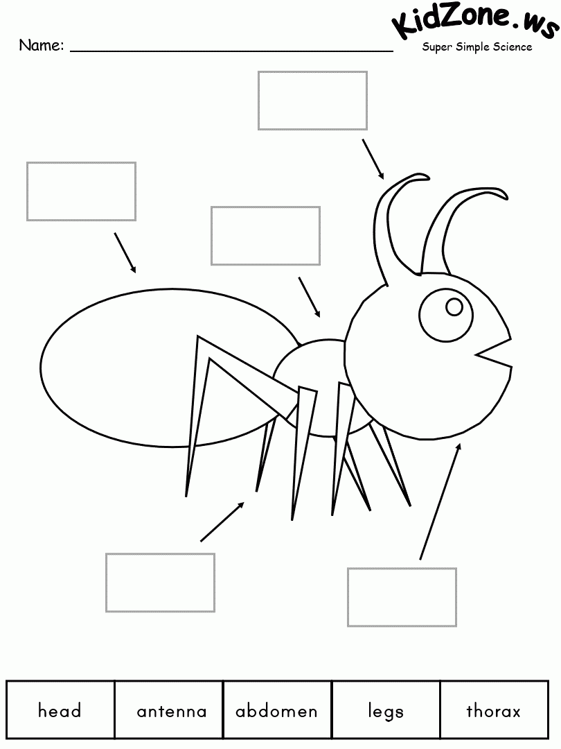 Insects And Bugs Thematic Unit