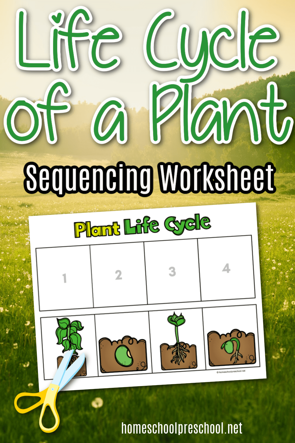 Life Cycle Of A Plant Worksheet Download Now