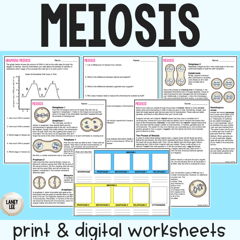 Free Printable Meiosis Worksheets