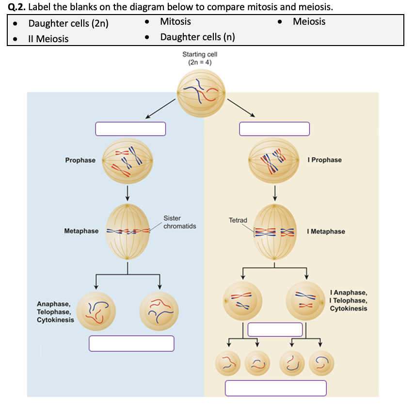 Mitosis And Meiosis Worksheet Printable And Distance Learning Teaching Resources
