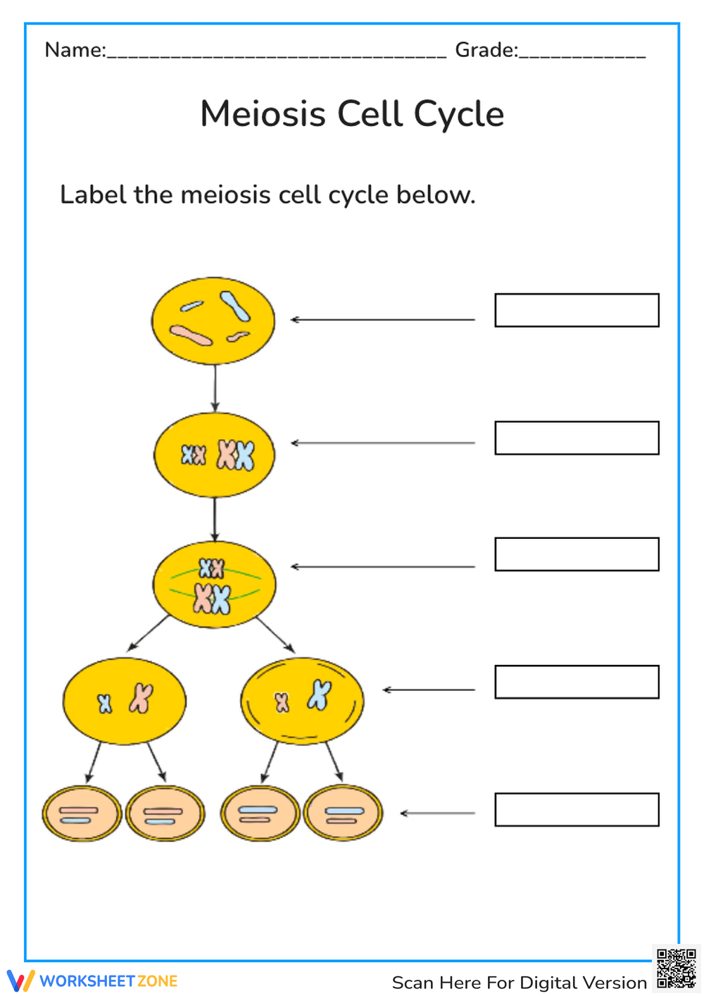 Mitosis Verses Meiosis Worksheets 2025
