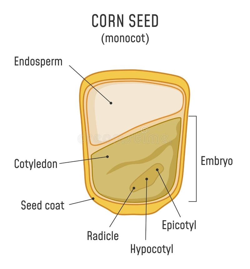 Parts Corn Stock Illustrations 147 Parts Corn Stock 