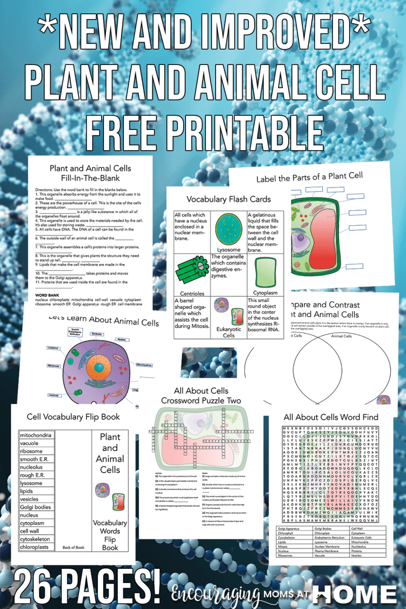 Free Printable Plant Cell Worksheets