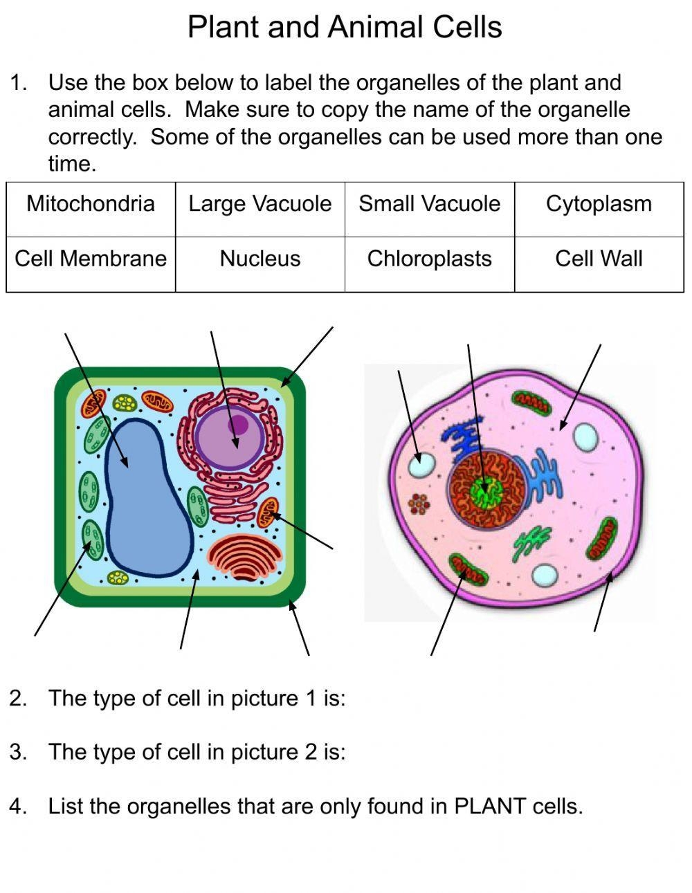 Free Printable Animal Cell Worksheets