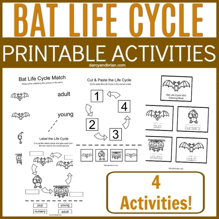 Printable Bat Life Cycle Activities For Kids