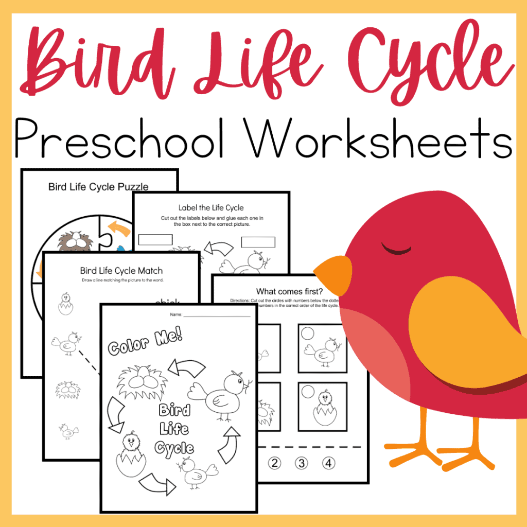 Free Printable Bird Life Cycle Worksheet