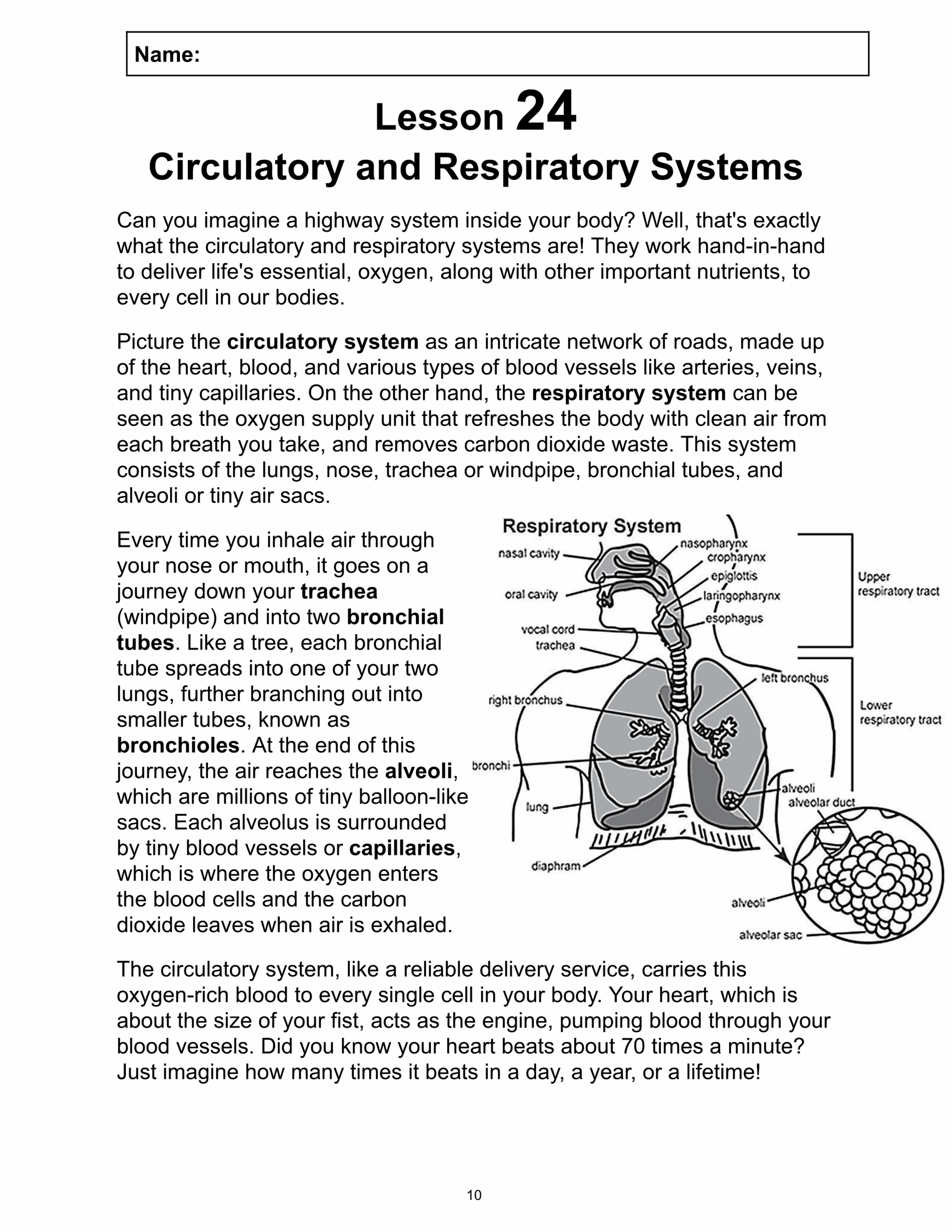 Circulatory System Reading Comprehension Worksheets