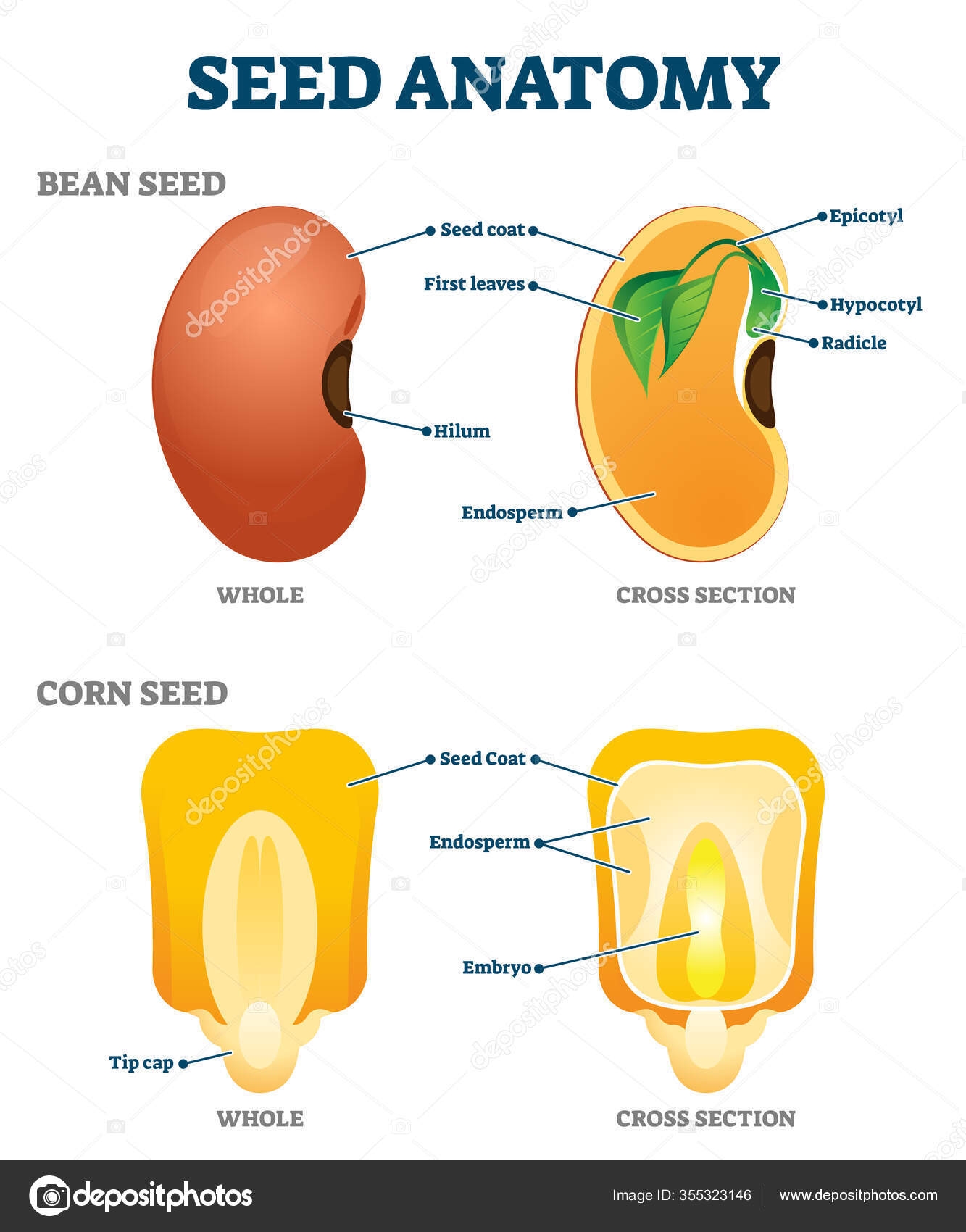 Seed Anatomy Vector Illustration Labeled Educational Botany 