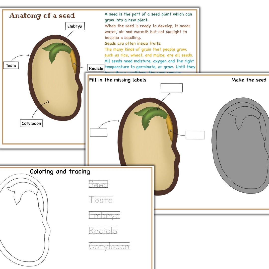 Seeds Anatomy Montessori Seed Puzzle Printable Parts Of A Seed Spring Unit Nature Unit Study 3 Part Cards Of Seed Seed Germination Etsy
