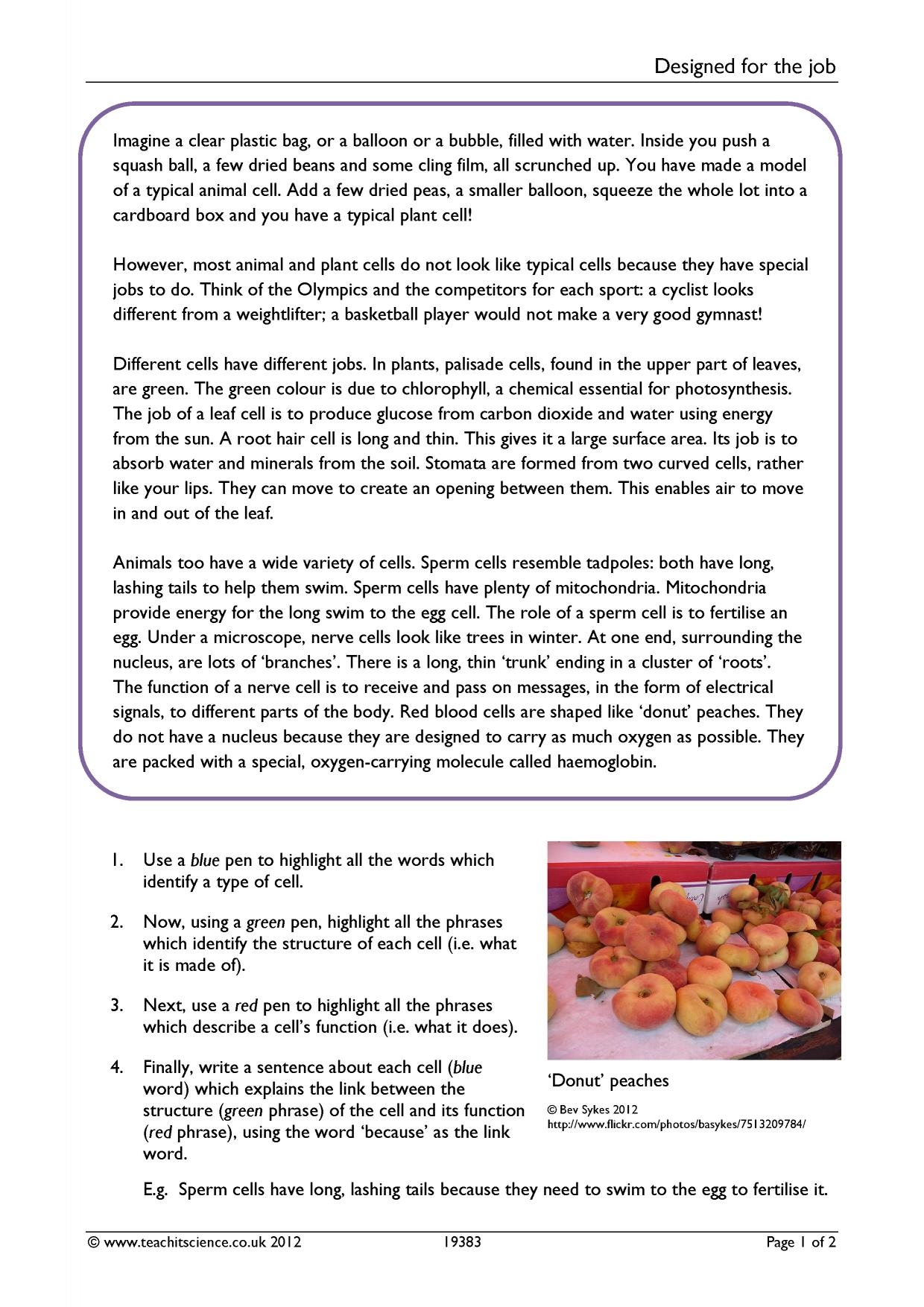 Specialised Cells Comprehension Worksheet KS3 Biology Teachit