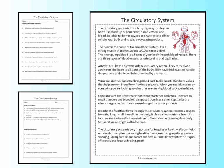 The Circulatory System Reading Comprehension Passage Printable 