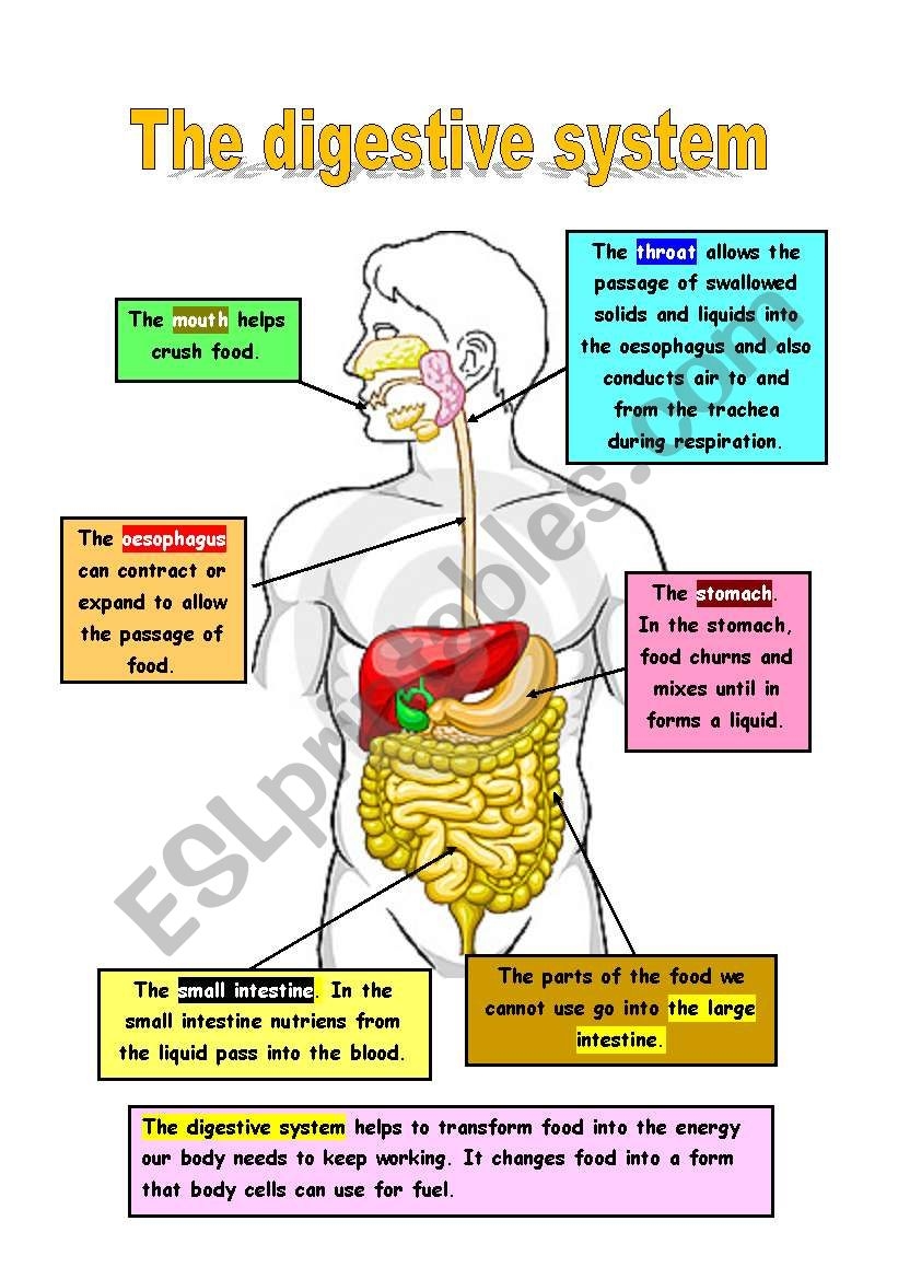 The Digestion Systlem ESL Worksheet By Mariola PdD