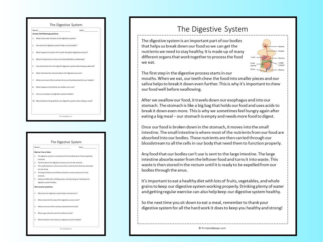 The Digestive System Reading Comprehension Passage Printable Worksheet Teaching Resources