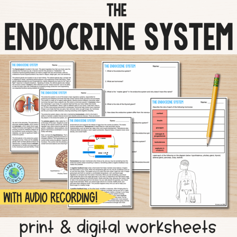 The Endocrine System Reading Comprehension Worksheets Laney Lee