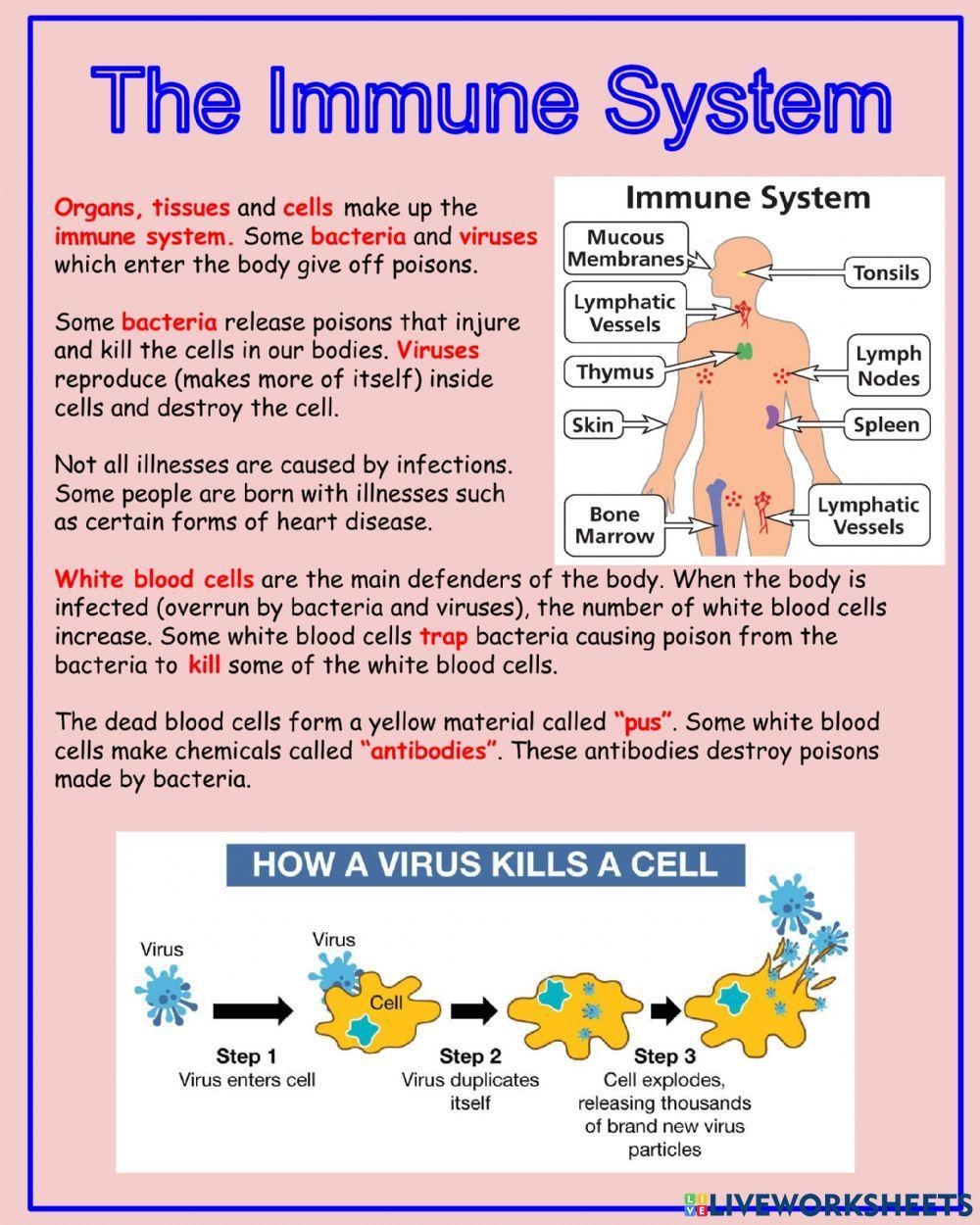 The Immune System Notes Worksheet Live Worksheets Worksheets Library