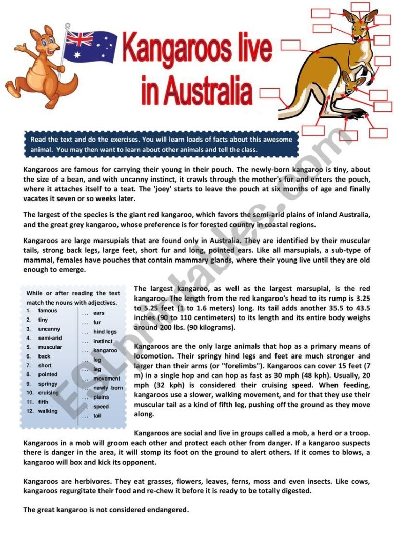 The Kangaroo Lives In Australia Reading Comprehension Questions KEY ESL Worksheet By Karagozian