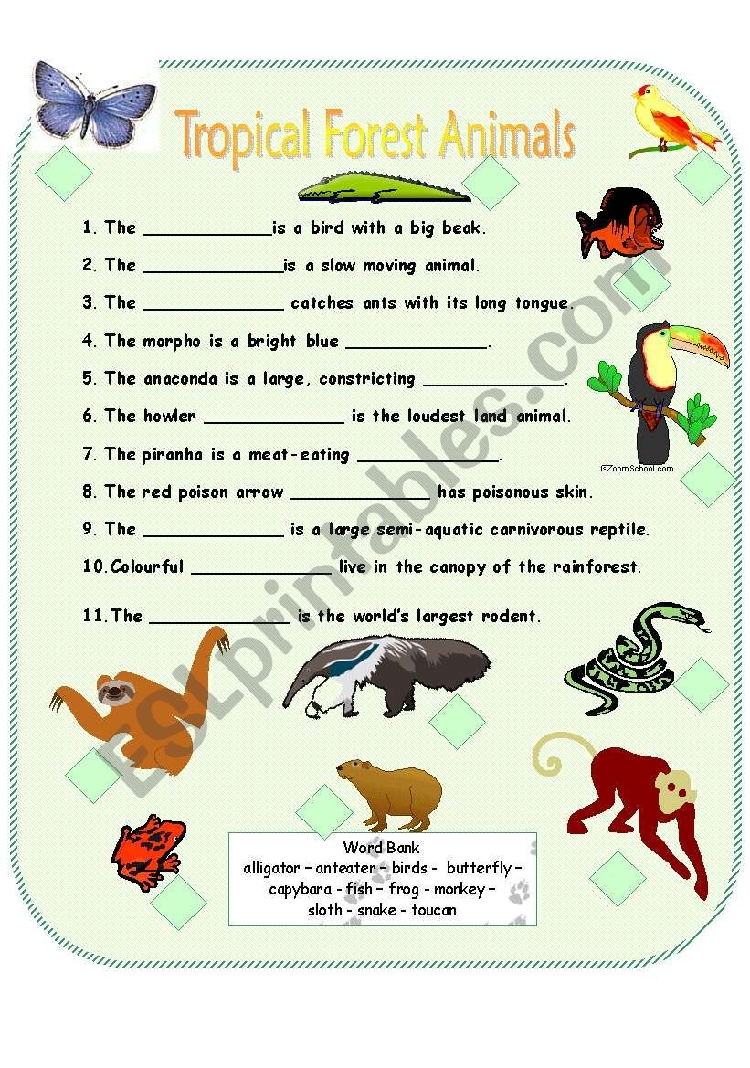 Free Printable Rainforest Worksheets