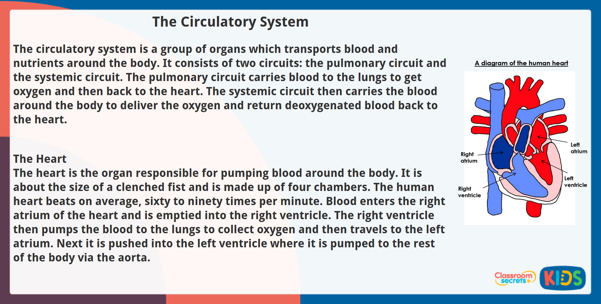 Year 5 Non Fiction Reading Comprehension The Circulatory System 